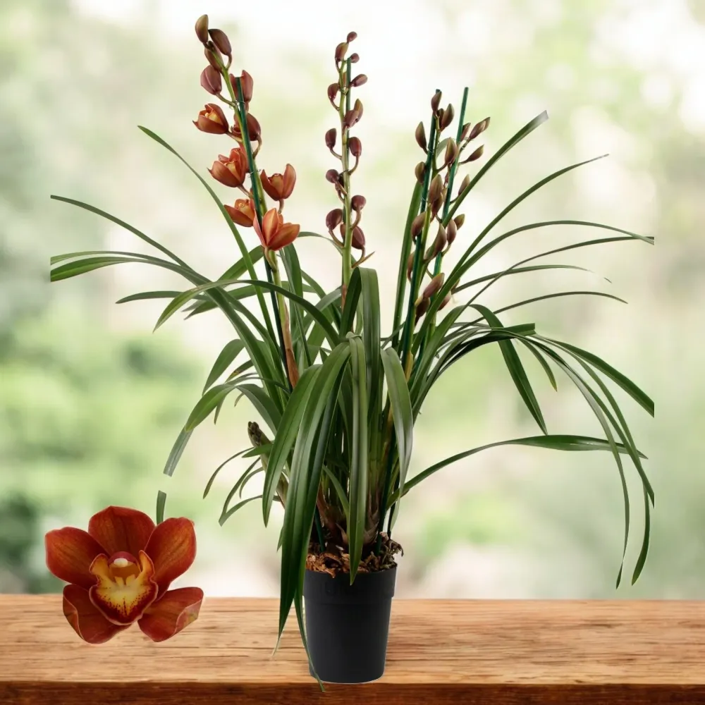 Cymbidium Campfire