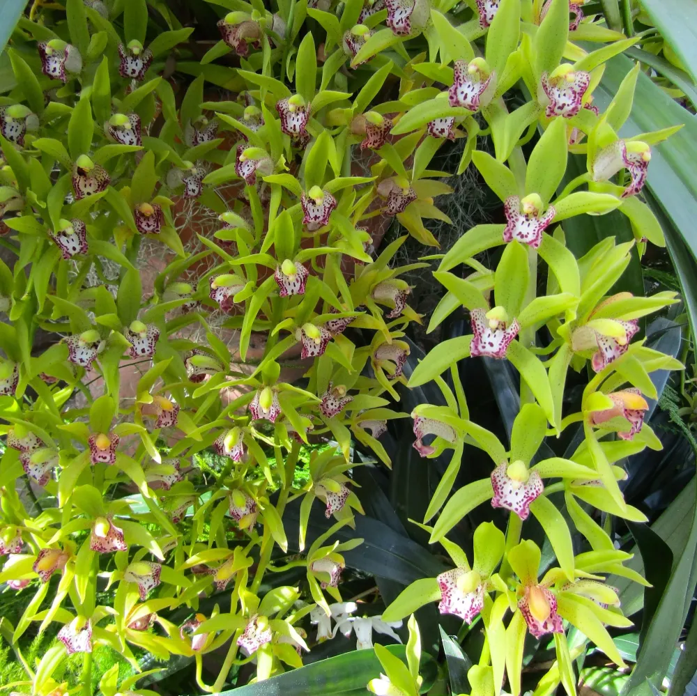 Cymbidium Cliff Hutchings (curgator)
