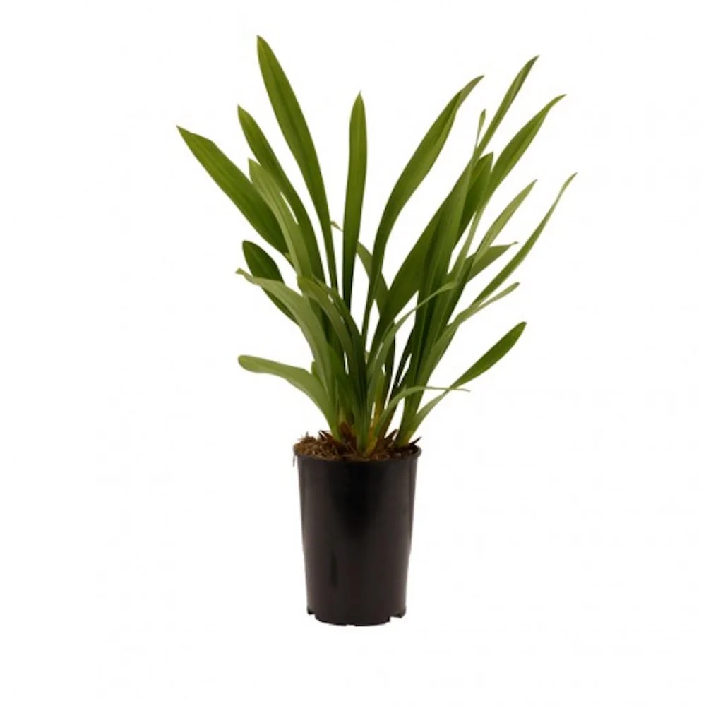Cymbidium Cliff Hutchings (curgator)