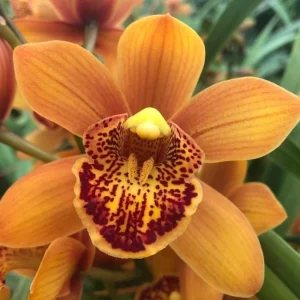 Cymbidium Enzan Forest 'Majolica'