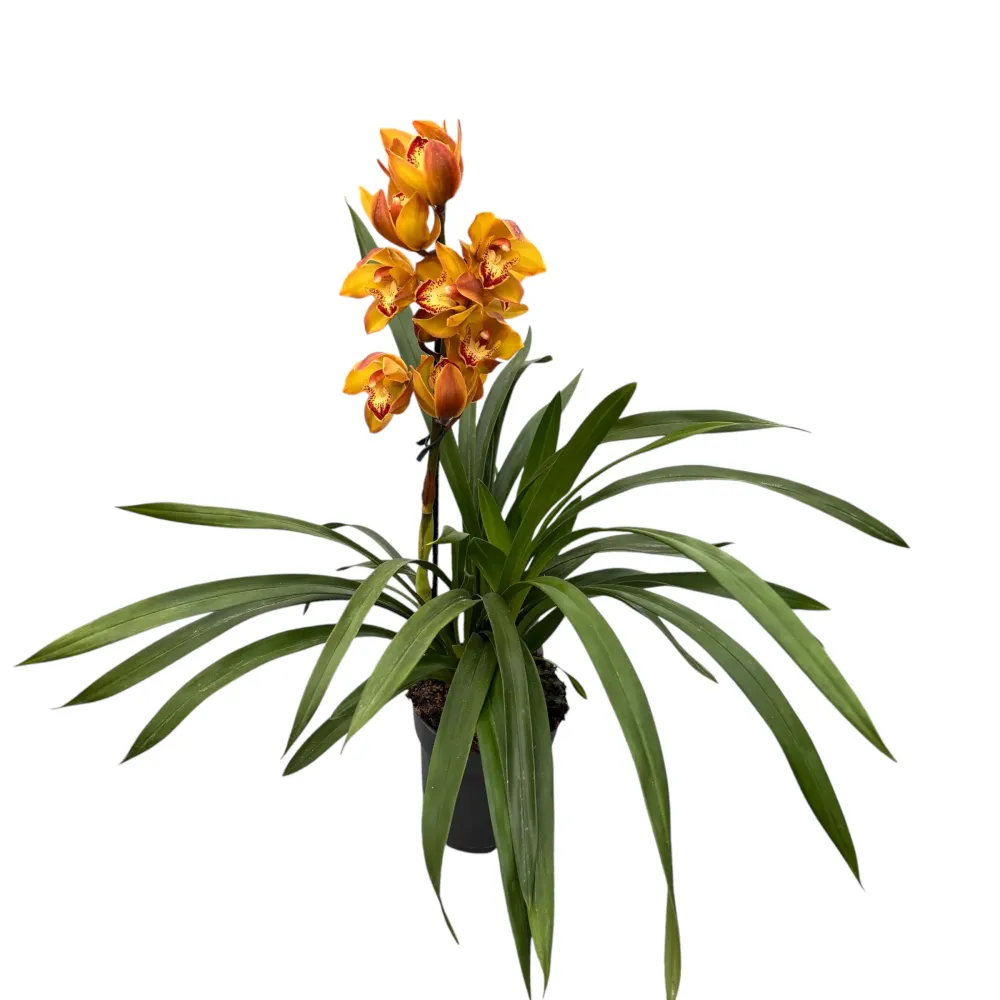 Cymbidium Indian Summer