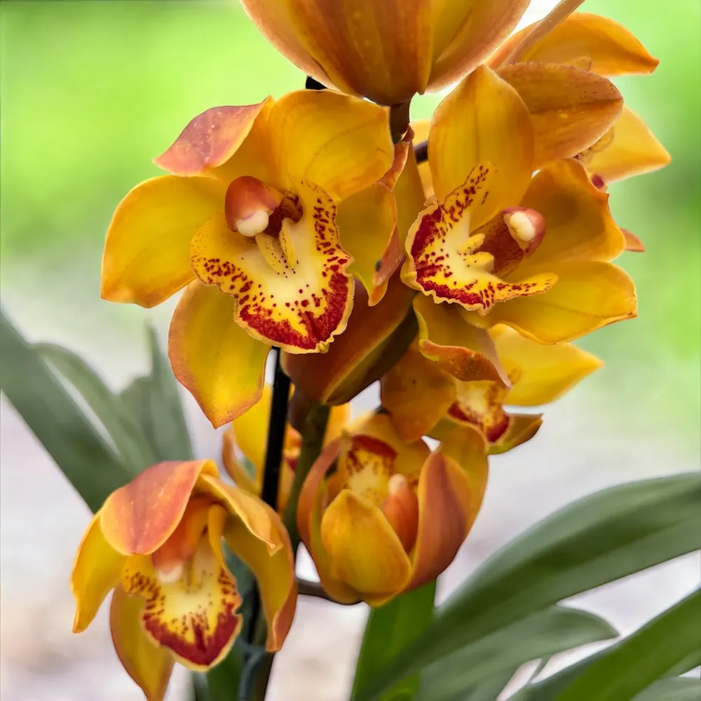 Cymbidium Indian Summer