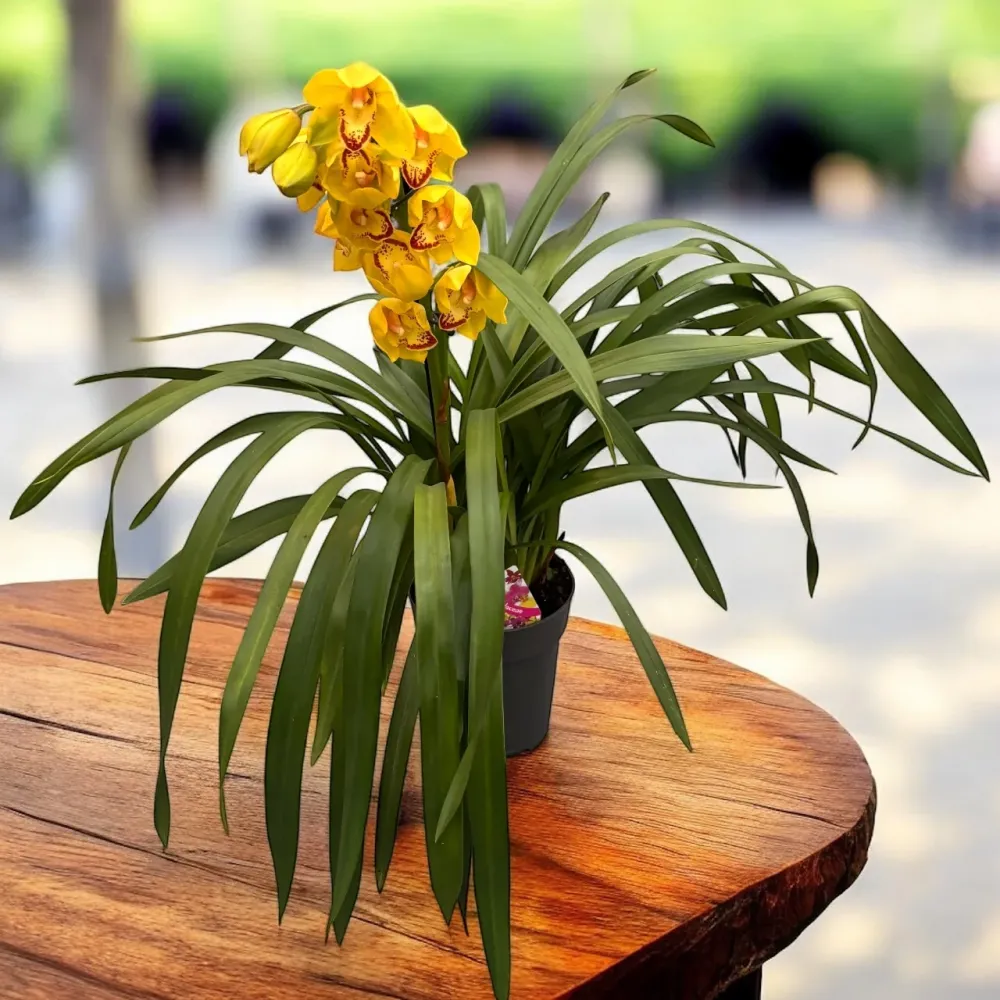 Cymbidium Indian Summer