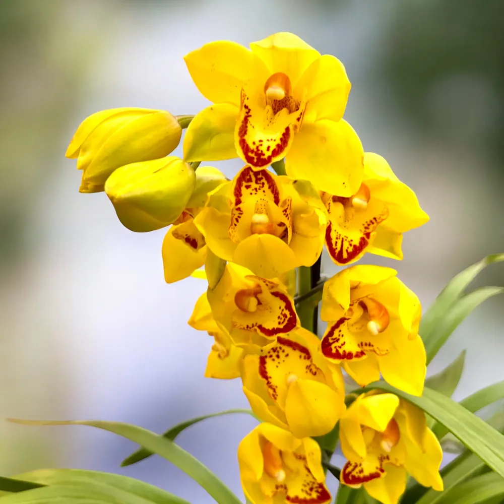 Cymbidium Indian Summer