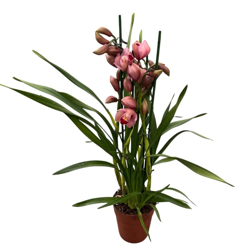 Cymbidium Khanebono