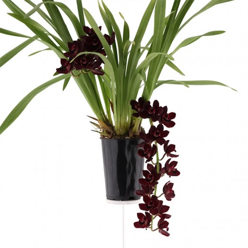 Cymbidium Kiwi Midnight