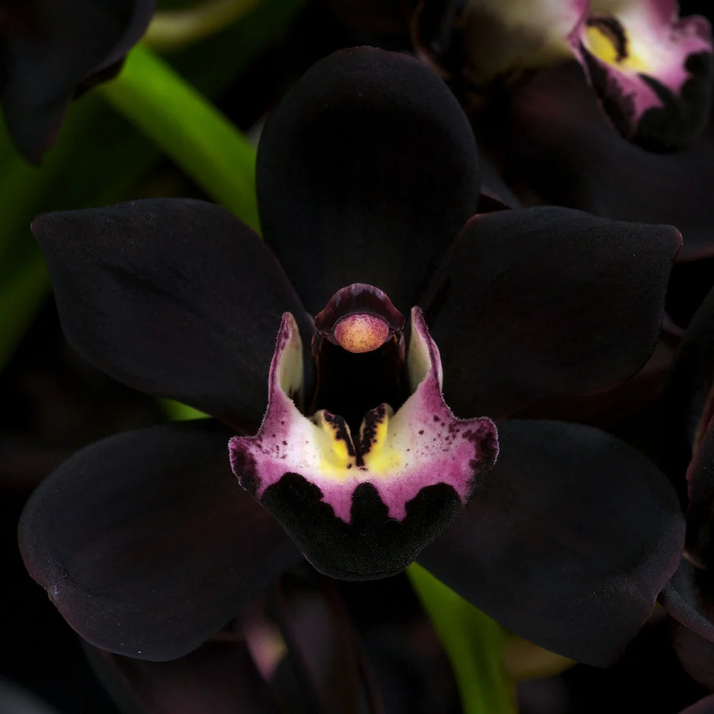 Cymbidium Kiwi Midnight