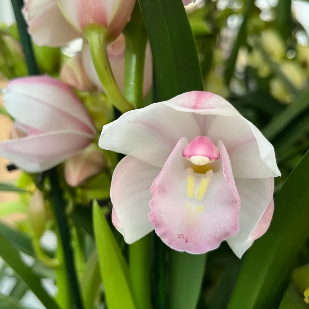 Cymbidium 'Leontine’