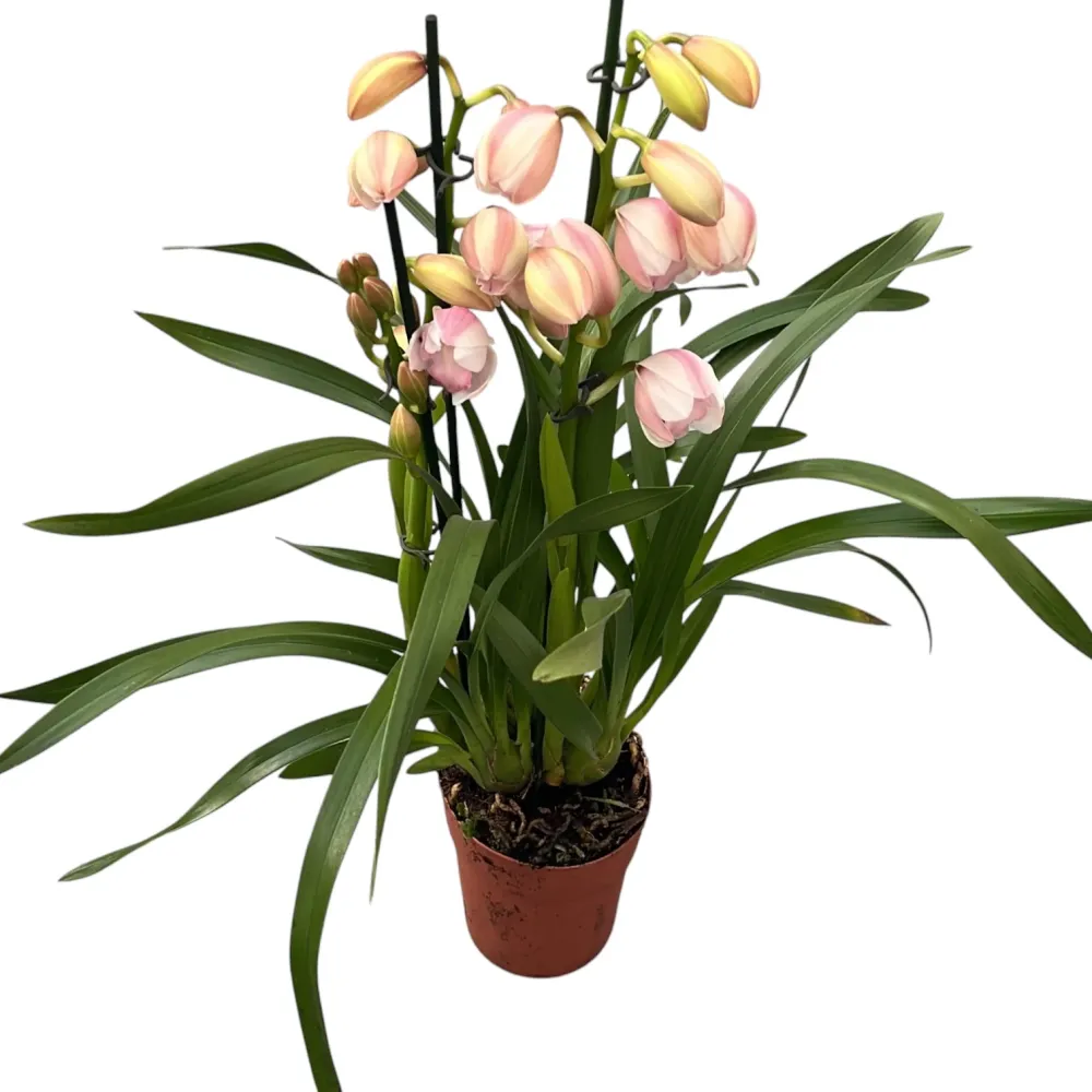 Cymbidium 'Leontine’