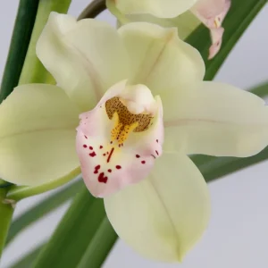 Cymbidium Let Flor