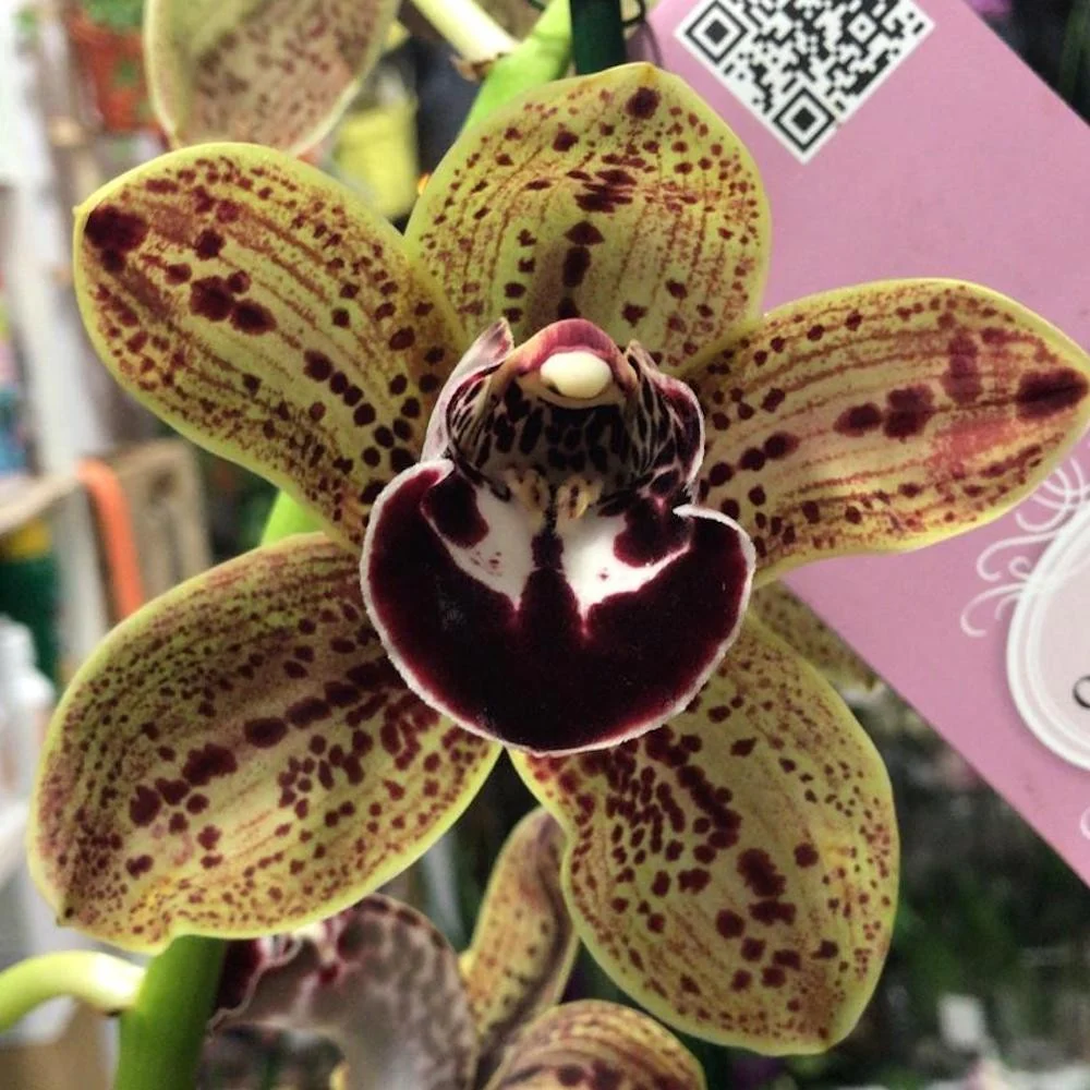 Cymbidium Los Angeles - flori mari parfumate