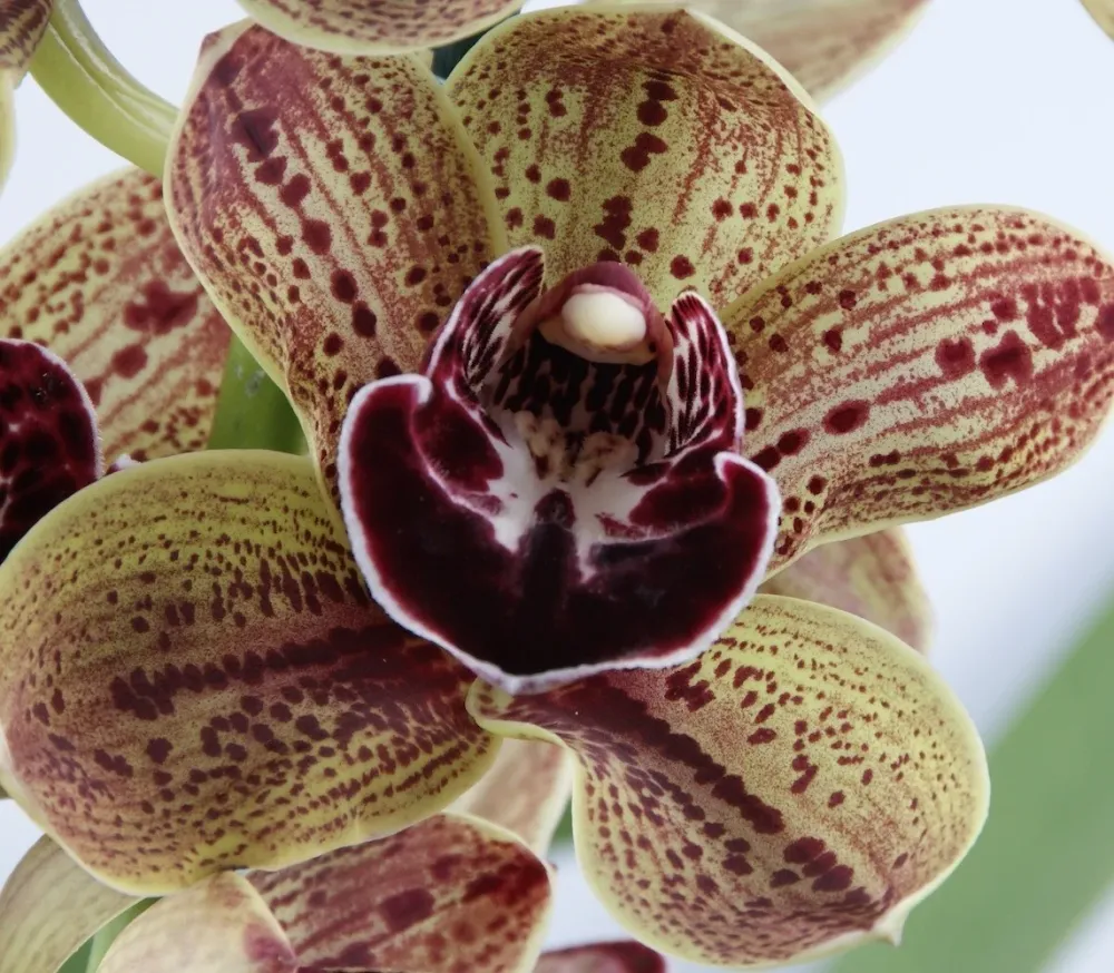 Cymbidium Los Angeles - flori mari parfumate