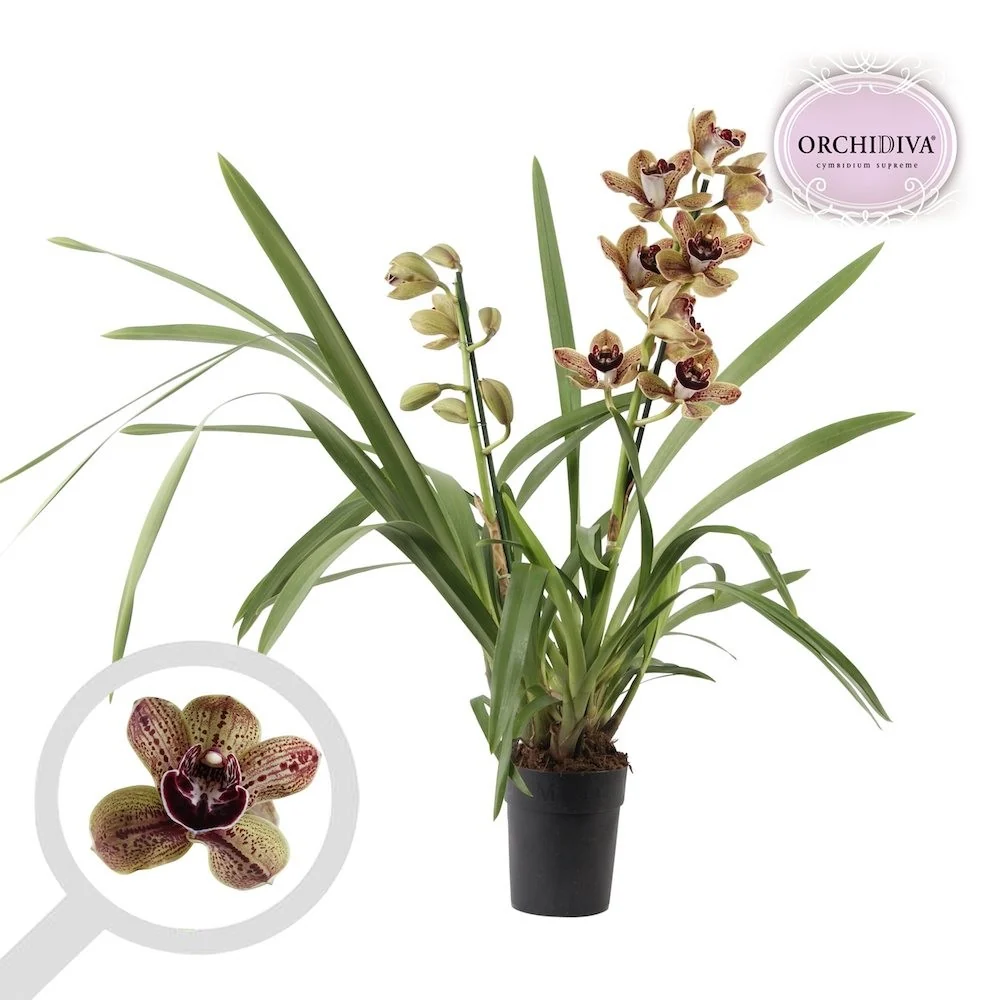 Cymbidium Los Angeles - flori mari parfumate