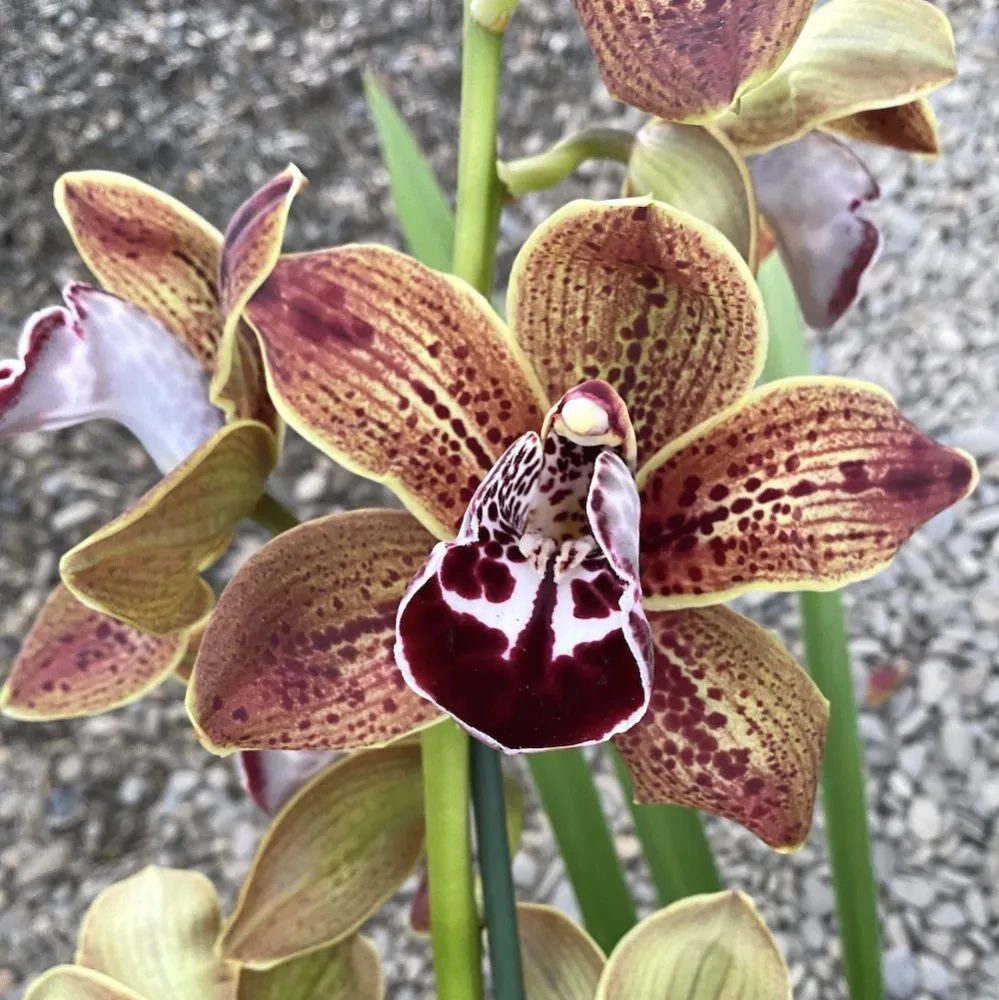 Cymbidium Los Angeles - flori mari parfumate