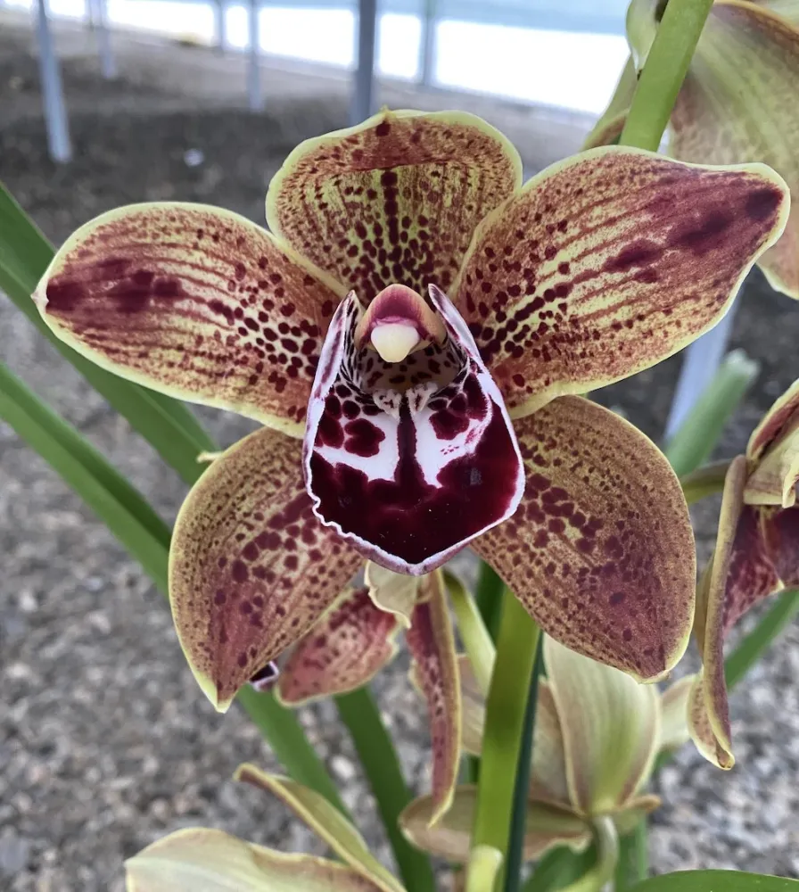 Cymbidium Los Angeles - flori mari parfumate