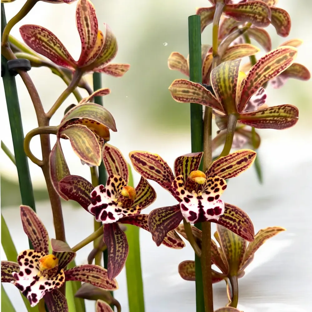 Cymbidium Magic Chocolate