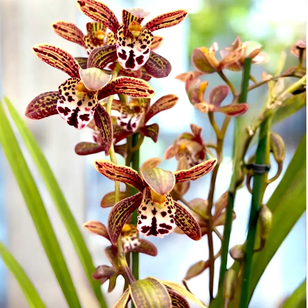 Cymbidium Magic Chocolate