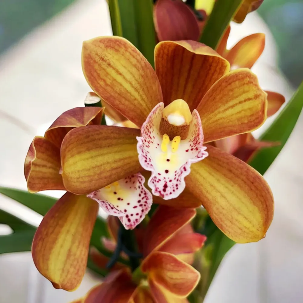 Cymbidium Petit Orange *parfumat