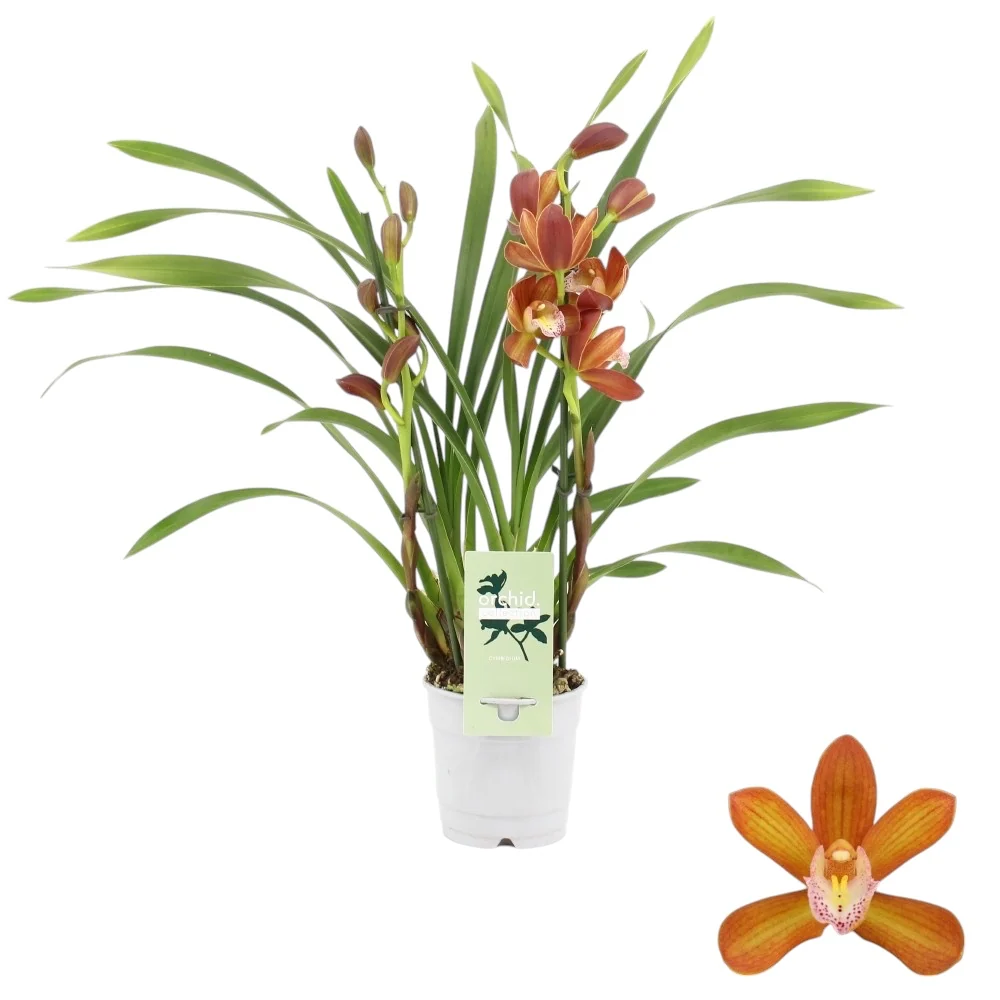 Cymbidium Petit Orange *parfumat