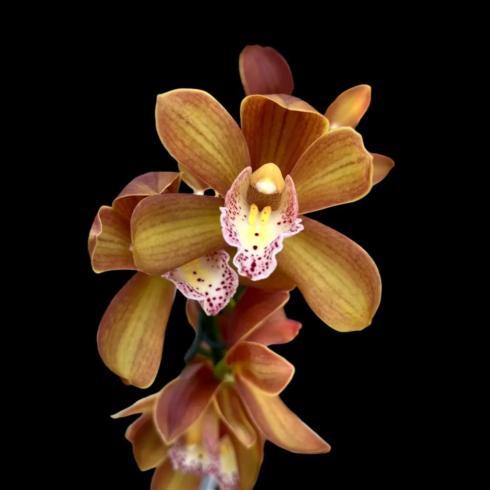 Cymbidium Petit Orange *parfumat
