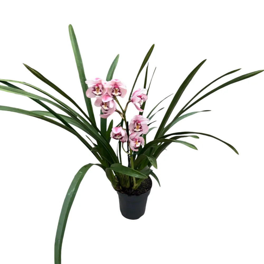 Cymbidium Pretty Pink