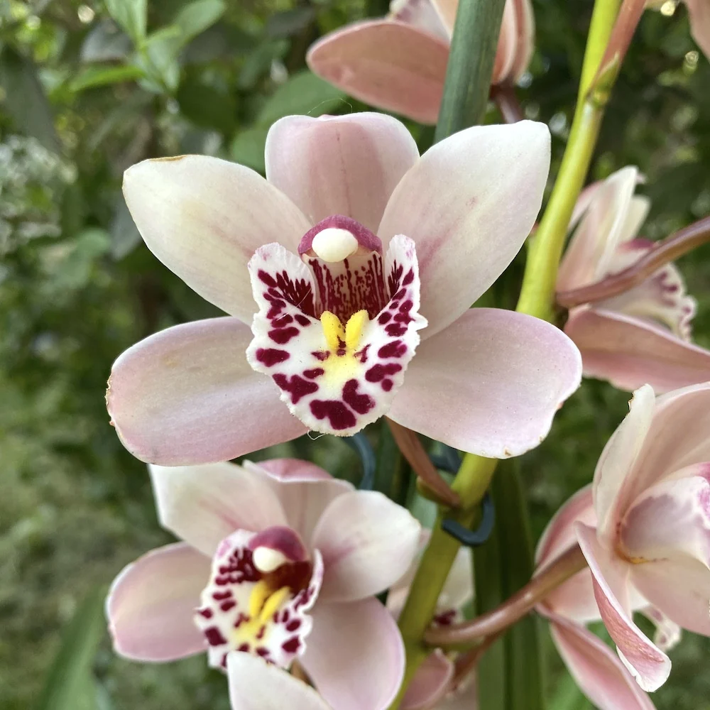 Cymbidium Pretty Pink