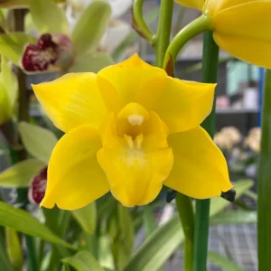 Cymbidium Shiny Yellow parfumat