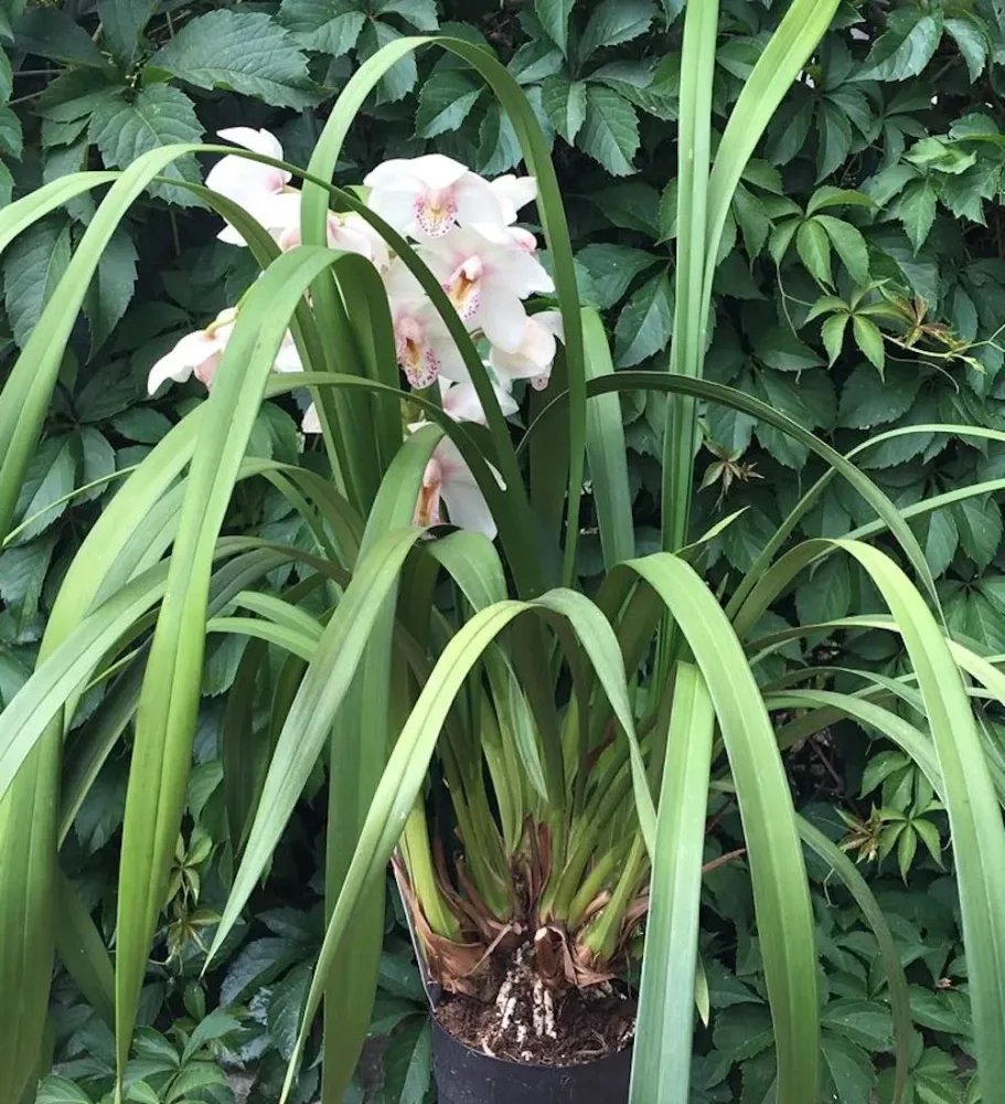 Cymbidium Summer Magic
