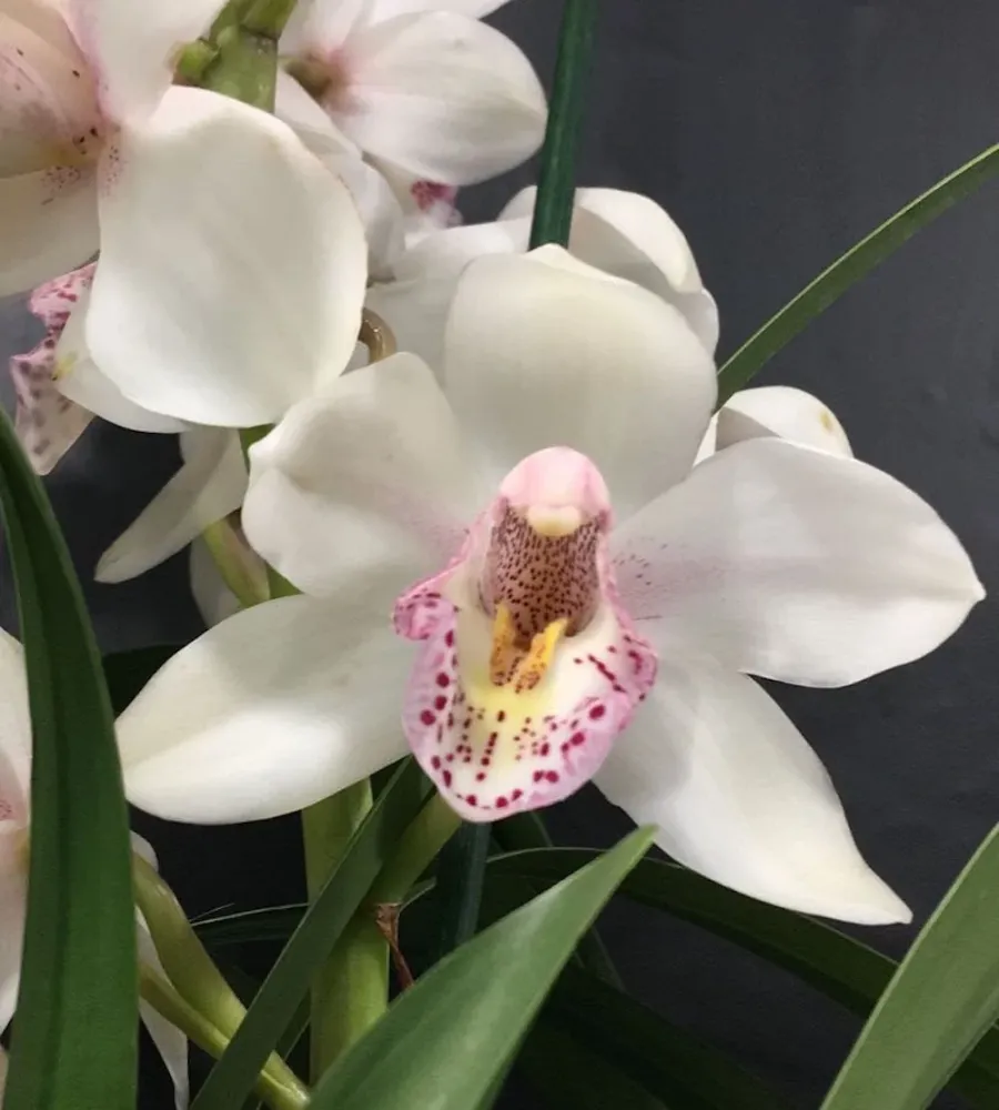 Cymbidium Summer Magic