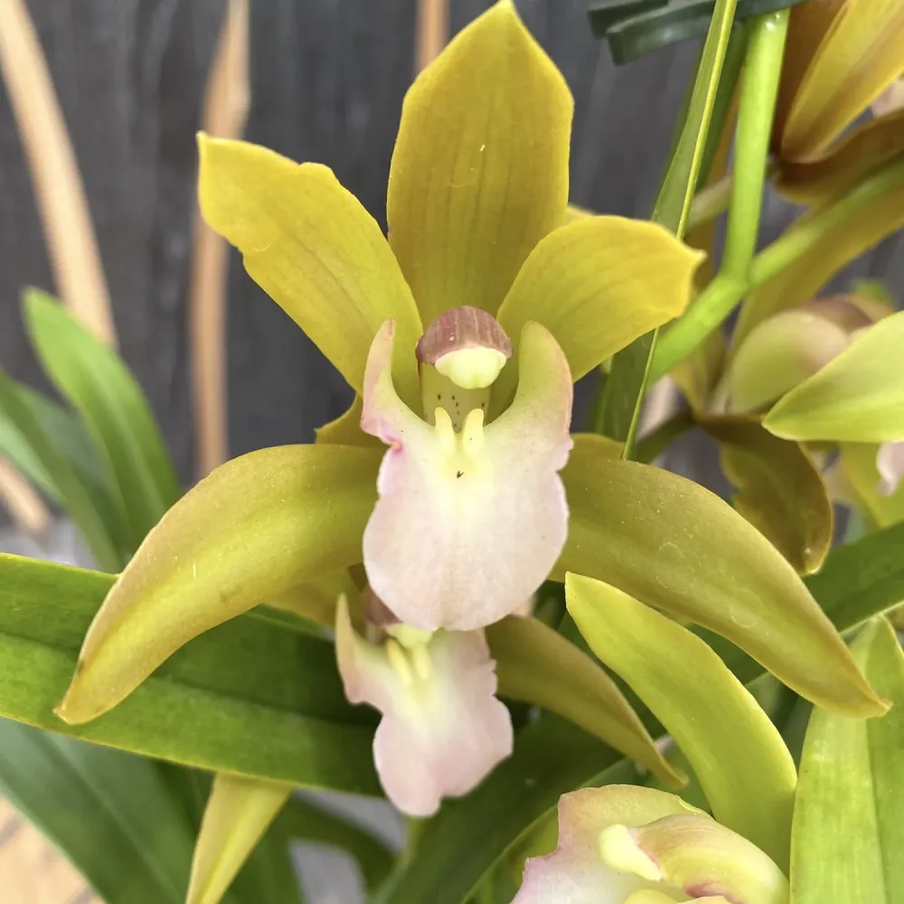 Cymbidium Tiger Tail 'Fairy Dance' - parfumat
