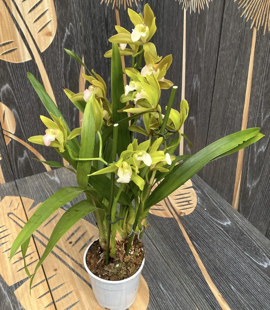 Cymbidium Tiger Tail 'Fairy Dance' - parfumat