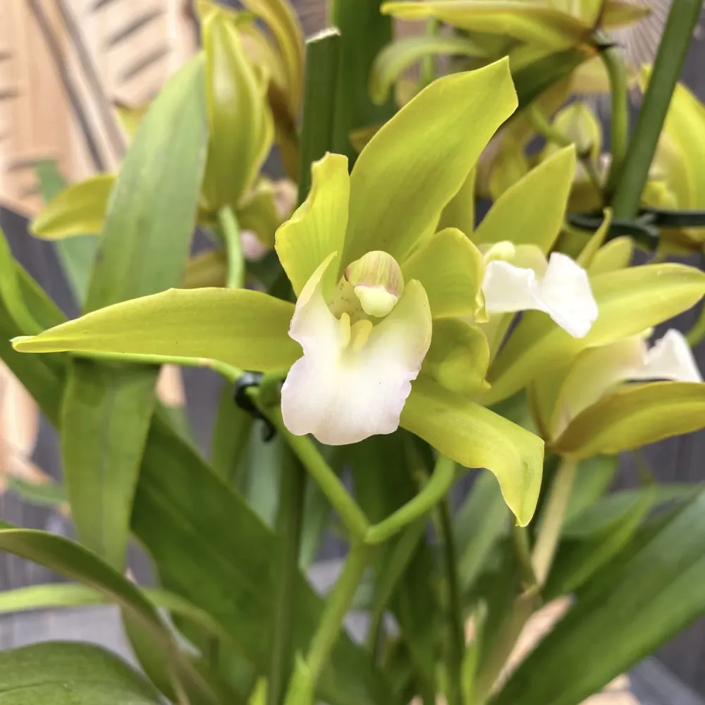 Cymbidium Tiger Tail 'Fairy Dance' - parfumat