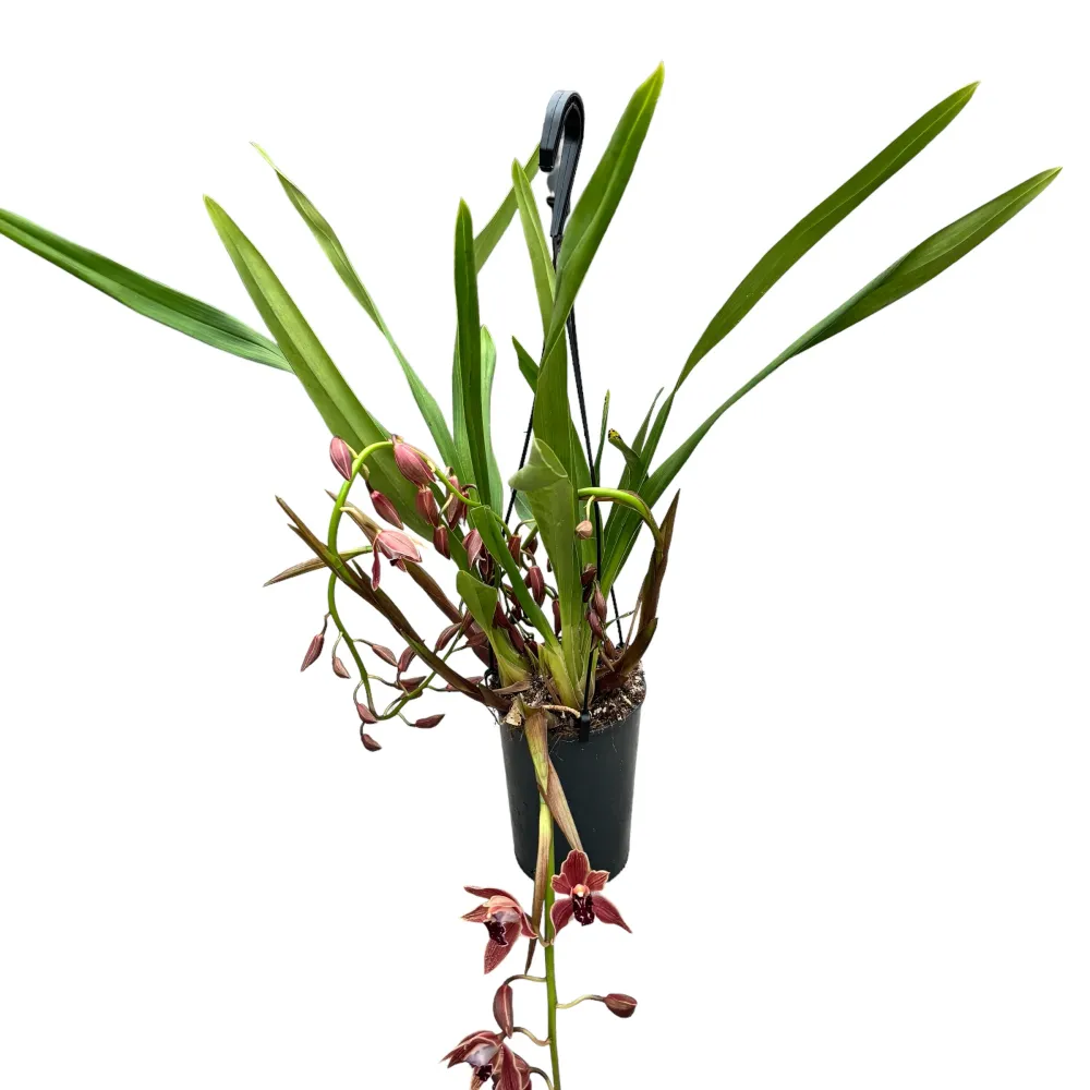 Cymbidium Zsip (curgator)