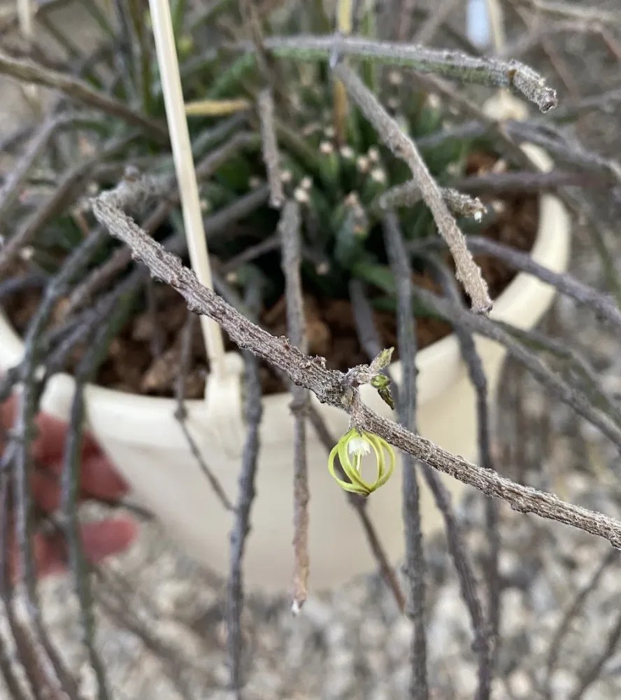 Cynanchum marnierianum * flori parfumate