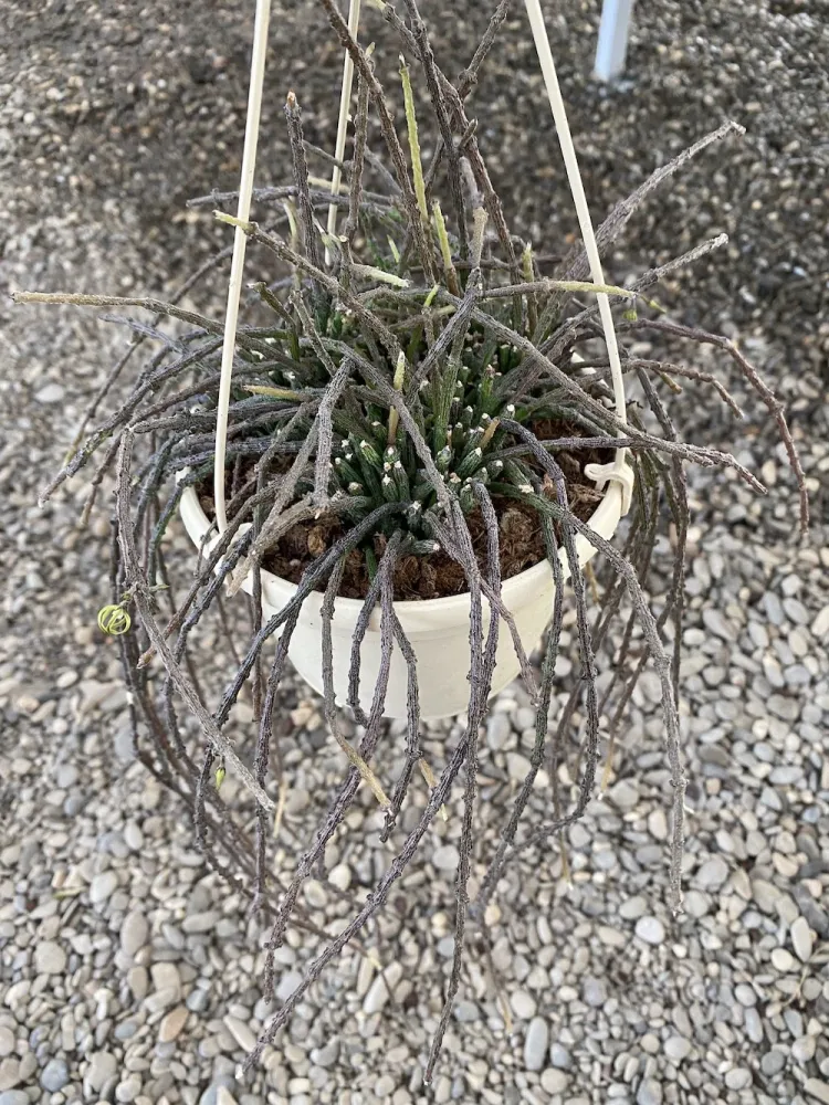 Cynanchum marnierianum * flori parfumate