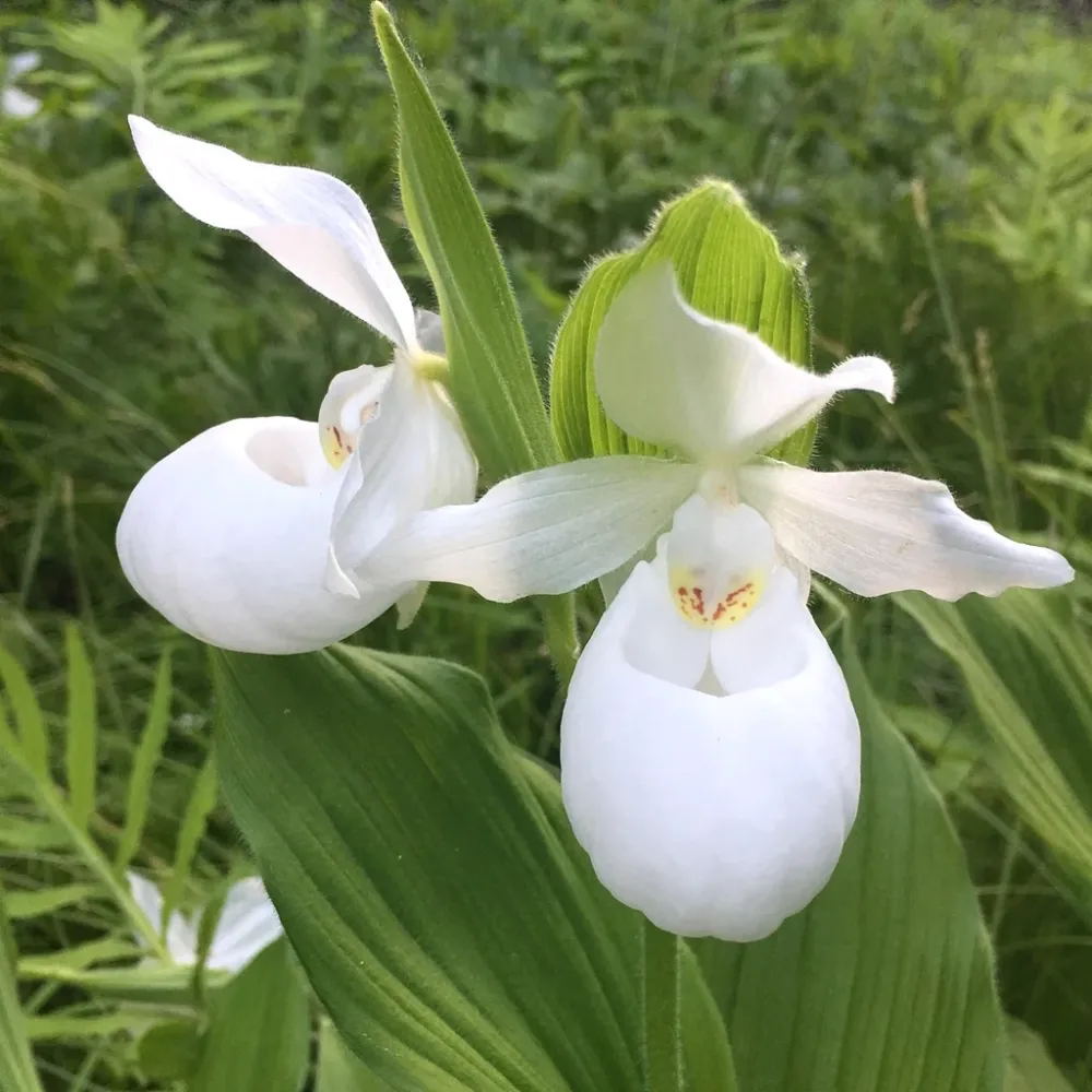Cypripedium White - Cypripedium macranthos var. albiflorum (orhidee de gradina)