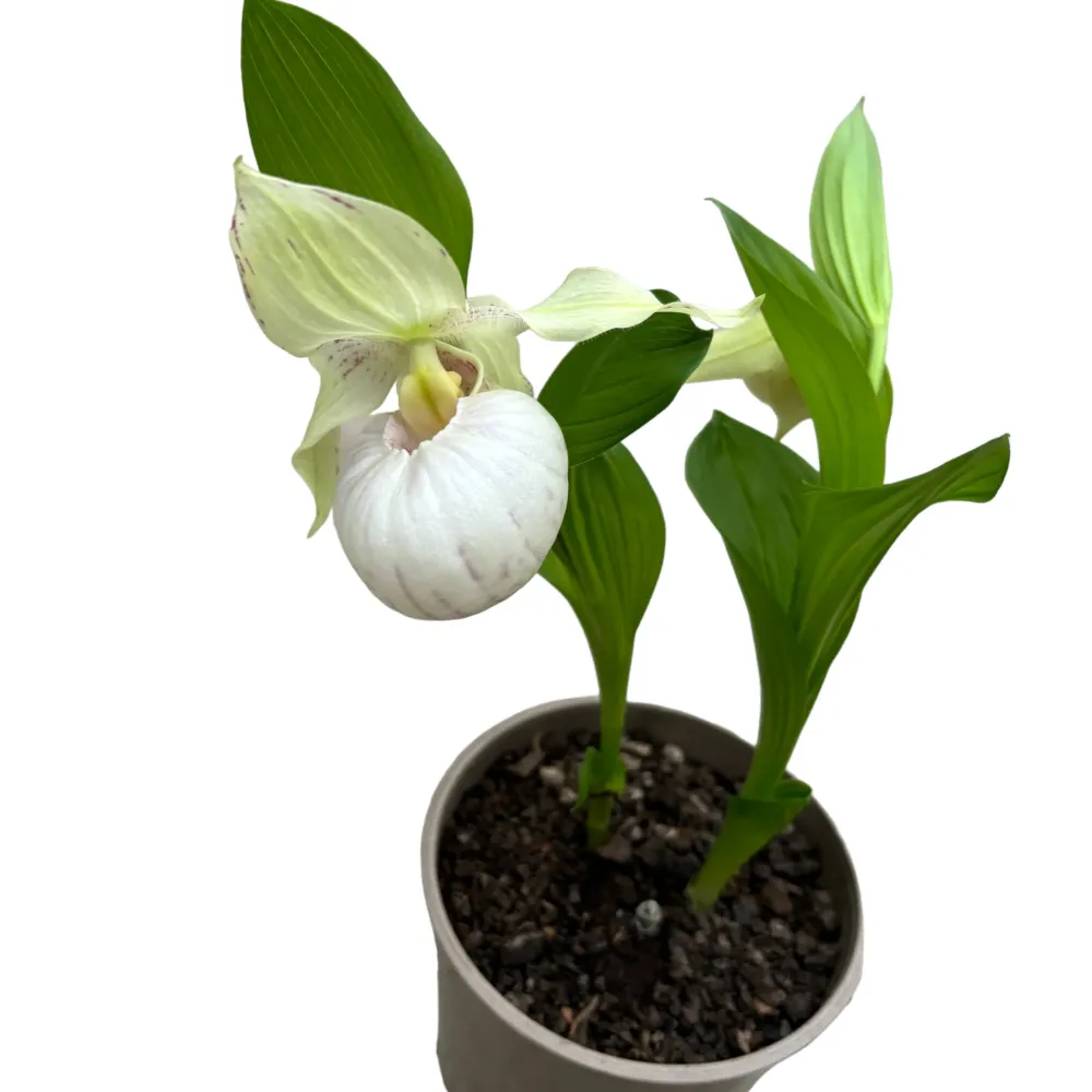 Cypripedium White - Cypripedium macranthos var. albiflorum (orhidee de gradina)