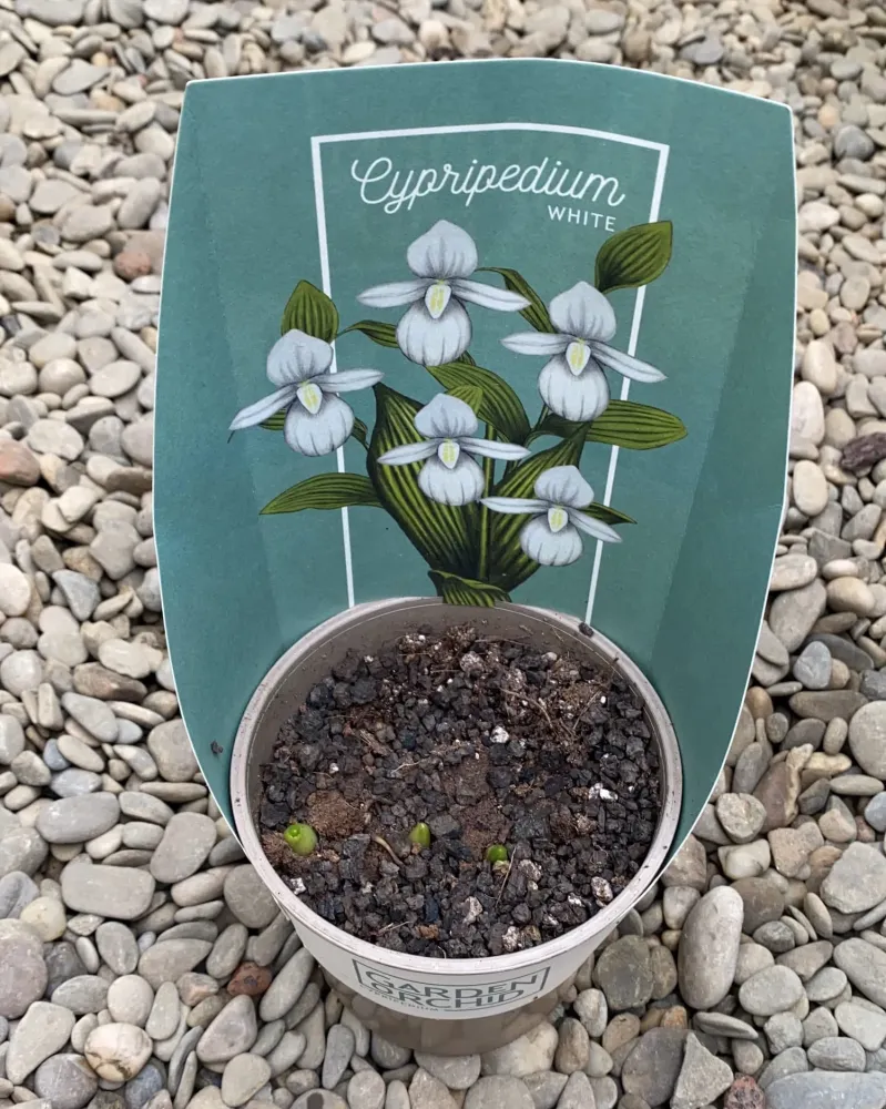 Cypripedium White - Cypripedium macranthos var. albiflorum (orhidee de gradina)