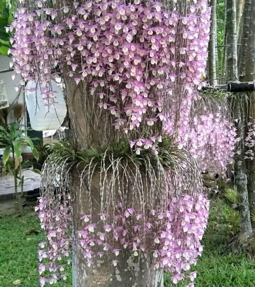 Dendrobium aphyllum (variegata)