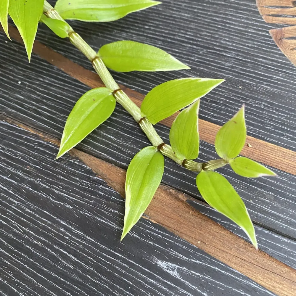 Dendrobium aphyllum (variegata)