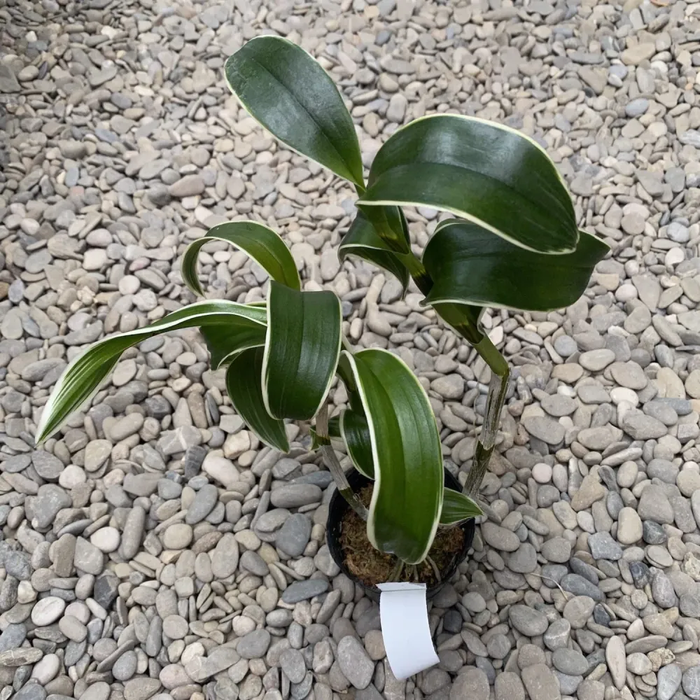 Dendrobium Burana Emerald Jade (frunze variegate)