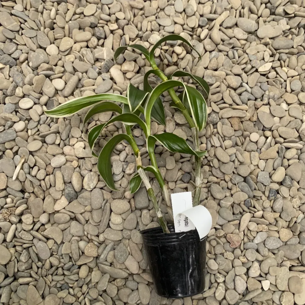 Dendrobium Burana Emerald Jade (frunze variegate)