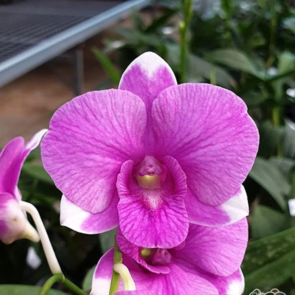 Dendrobium Burana Paragon 'Snowflake'