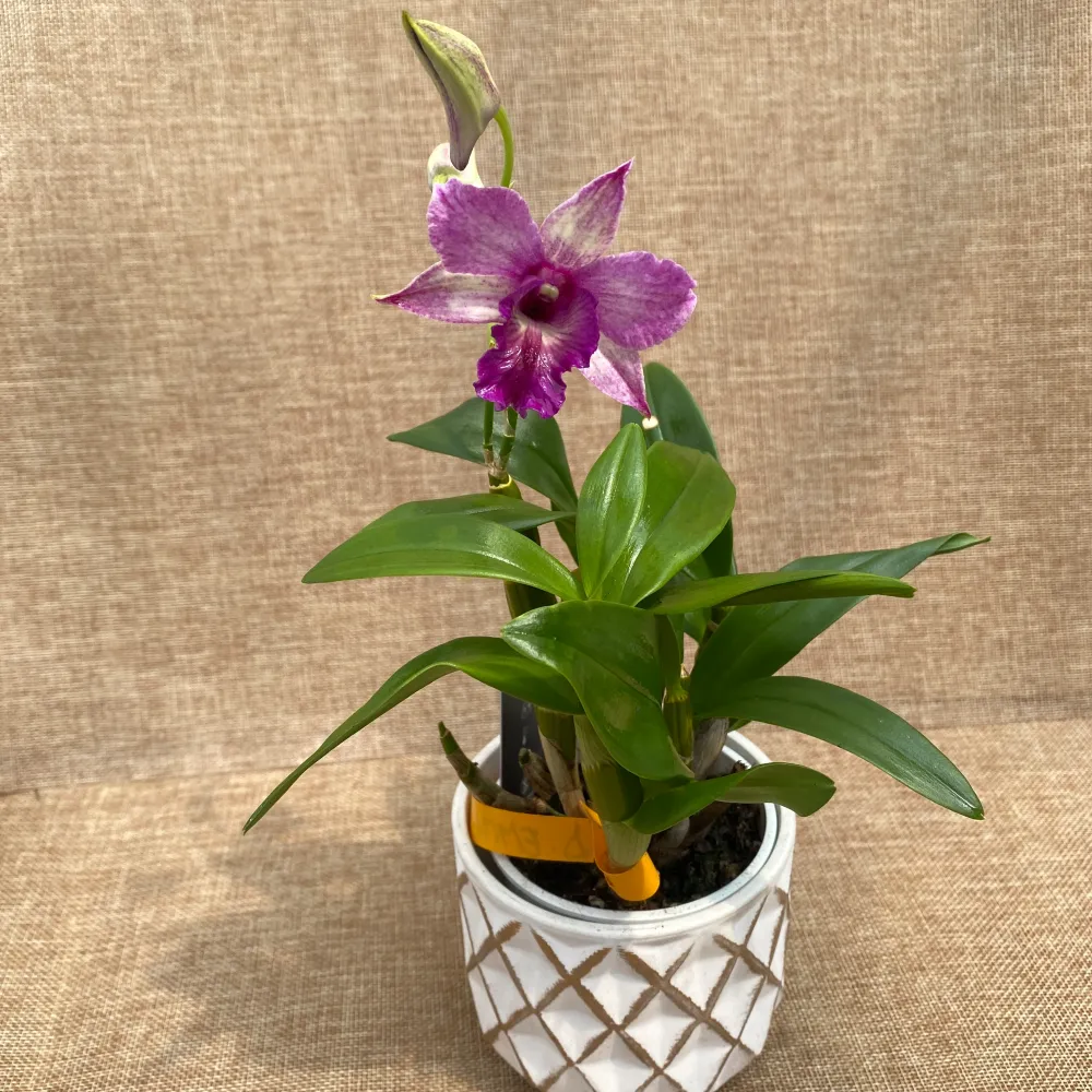 Dendrobium Emma Proud King (Dendrobium Proud Appeal)