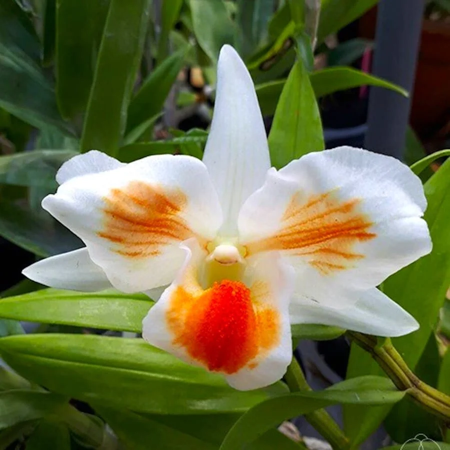 Dendrobium Frosty Dawn 'Eye' (peloric) *parfumat