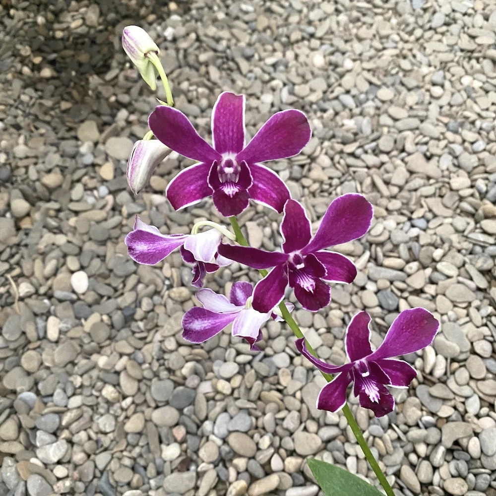 Dendrobium Hirochi