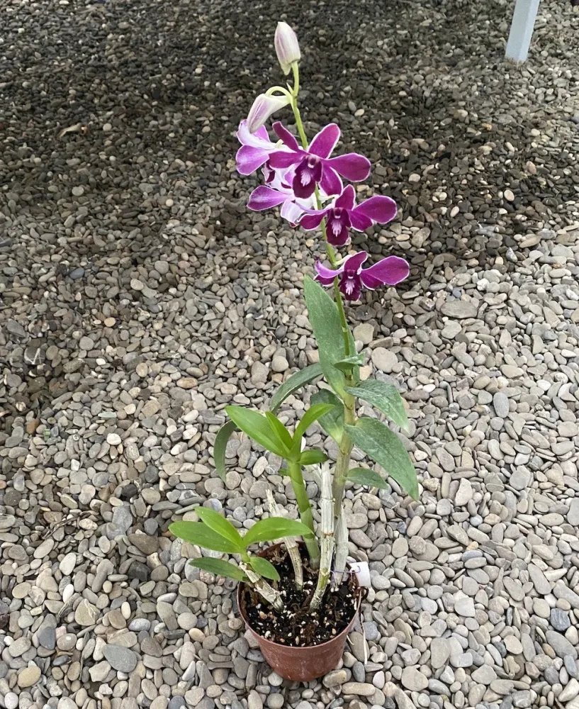 Dendrobium Hirochi
