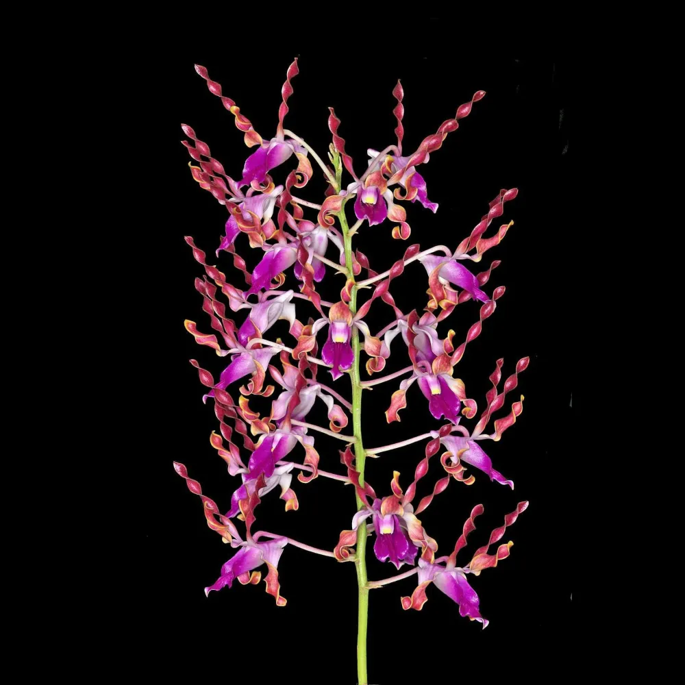 Dendrobium lasianthera