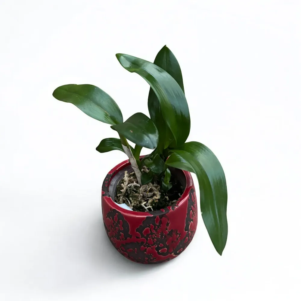 Dendrobium lasianthera