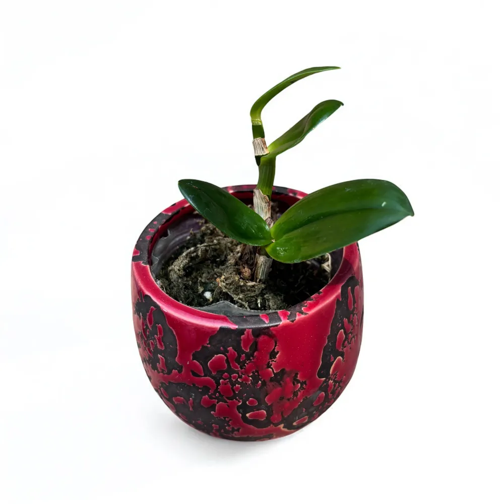 Dendrobium lasianthera